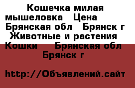 Кошечка милая мышеловка › Цена ­ 100 - Брянская обл., Брянск г. Животные и растения » Кошки   . Брянская обл.,Брянск г.